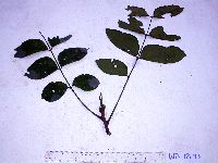 Image of Ailanthus integrifolia