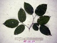 Celtis latifolia image