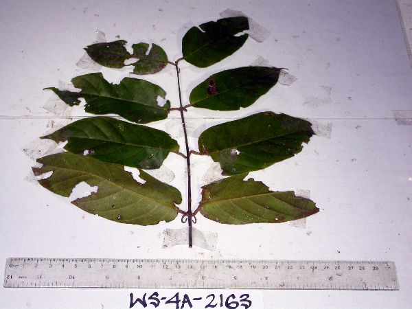 Uncaria lanosa image