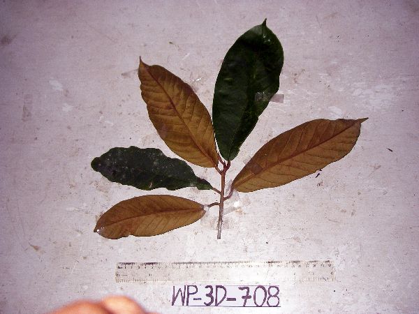 Palaquium morobense image