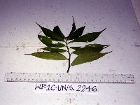Elatostema integrifolium image