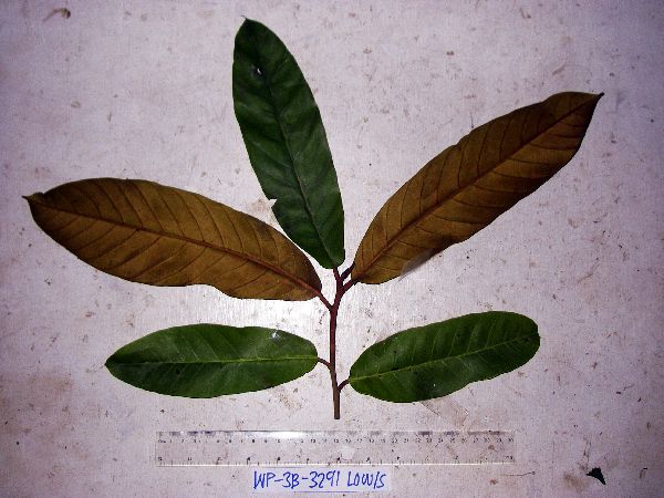 Palaquium morobense image