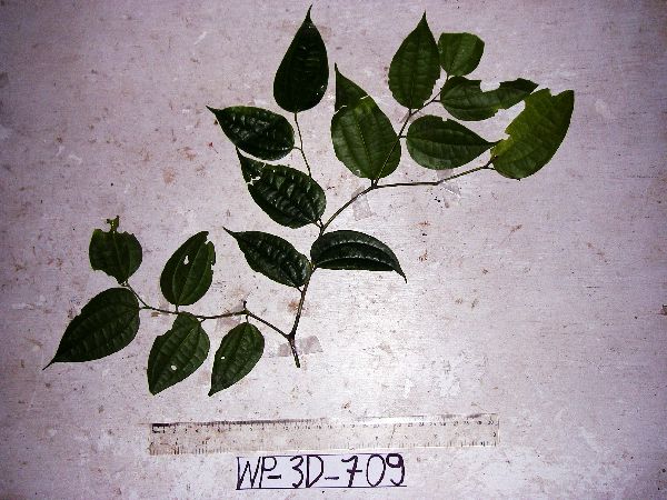 Celtis philippensis image