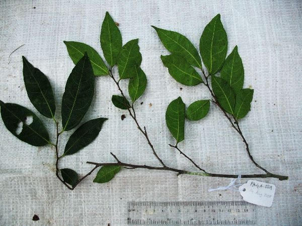 Ficus ampelas image