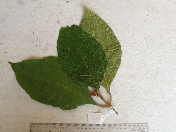 Callicarpa pentandra image