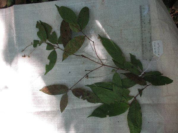 Syzygium longipes image