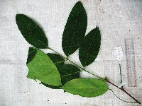 Ailanthus integrifolia image