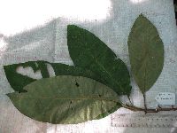 Image of Planchonella myrsinodendron