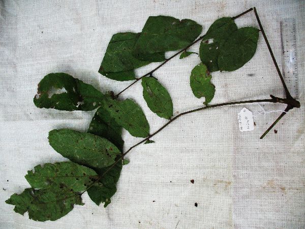 Harpullia image