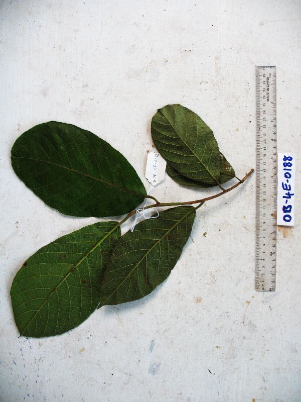 Artocarpus lacucha image
