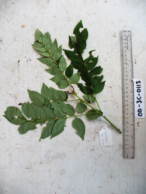 Gliricidia sepium image