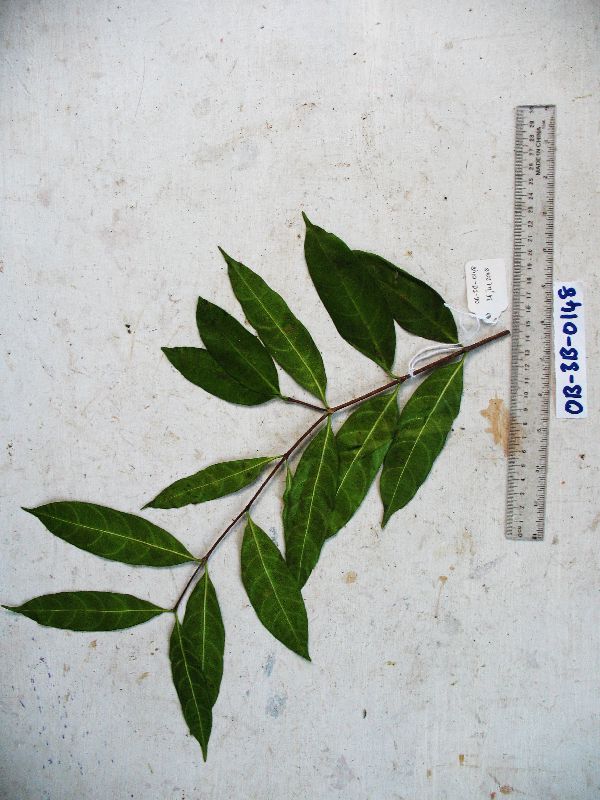 Wrightia laevis image