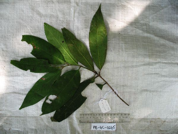 Syzygium hylochare image