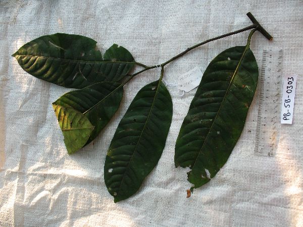 Myristica markgraviana image