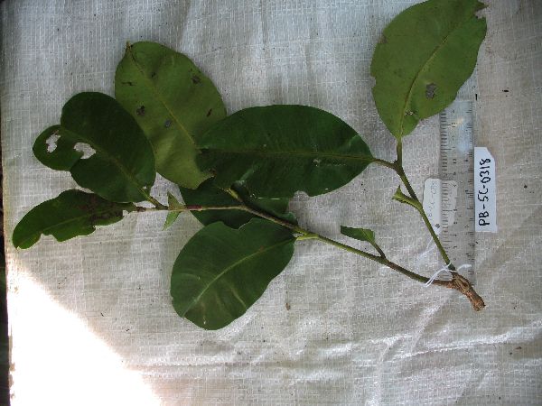 Syzygium buettnerianum image