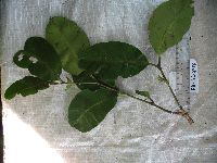 Image of Syzygium buettnerianum