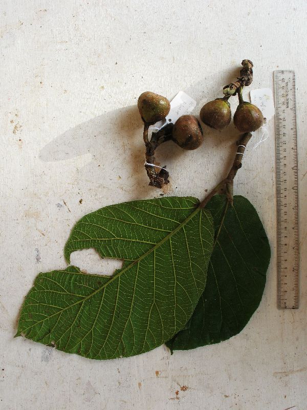 Ficus pachyrrhachis image