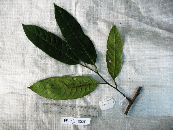 Myristica fatua image