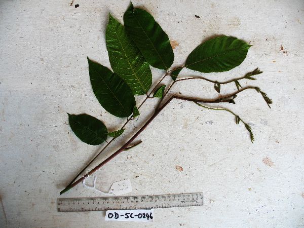Canarium vitiense image
