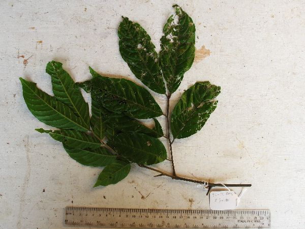 Lepidopetalum xylocarpum image