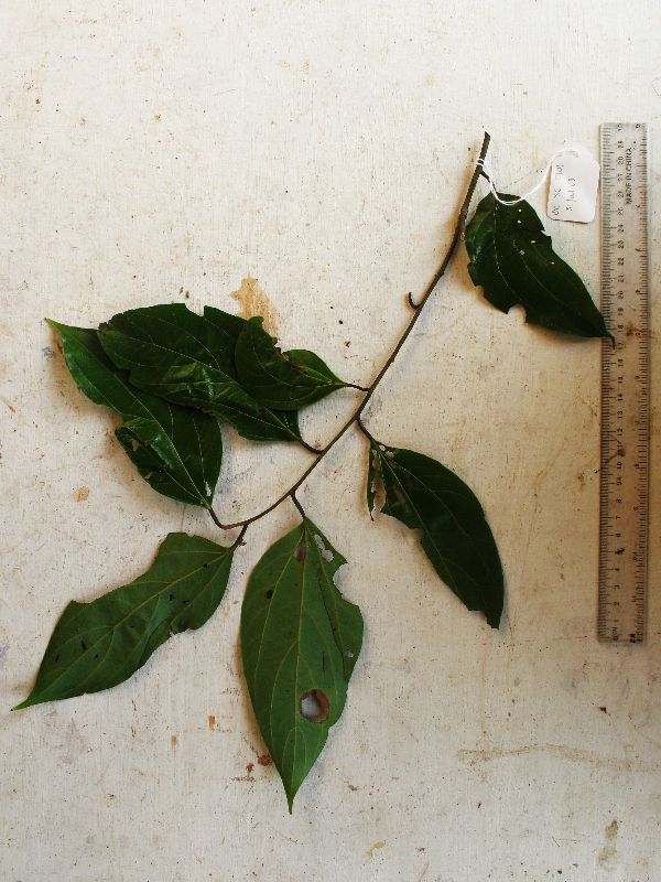 Cryptocarya densiflora image