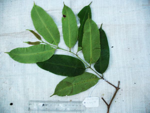 Syzygium thornei image