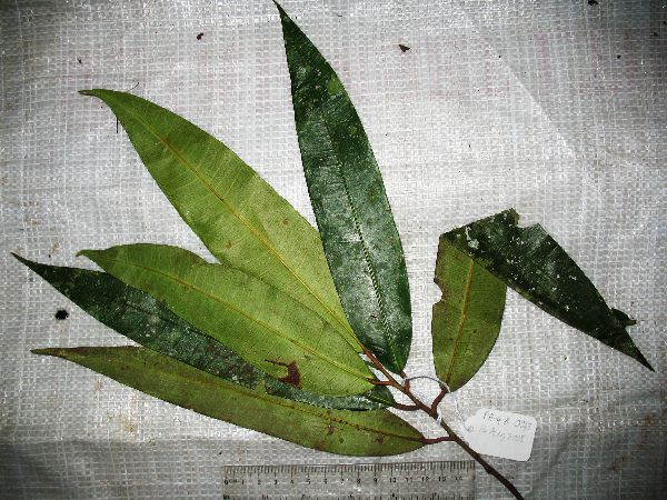 Ficus subtrinervia image
