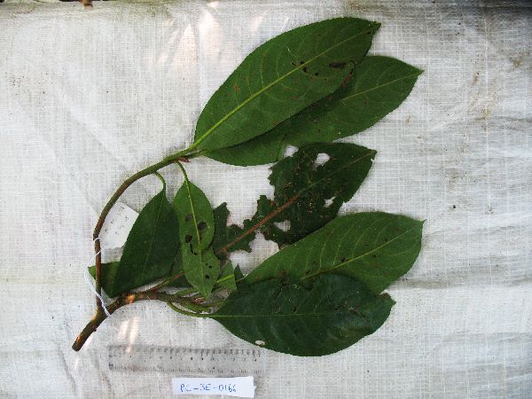 Saurauia purgans image