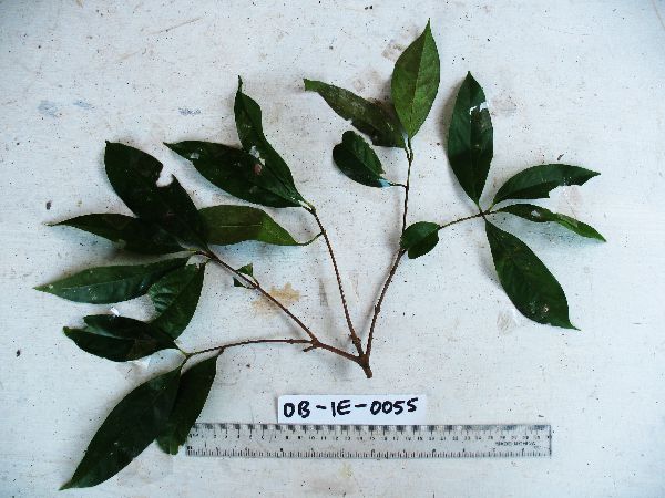 Syzygium hylochare image