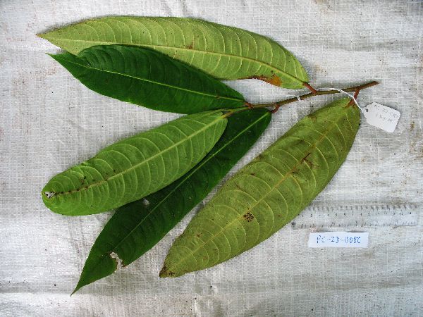 Ficus polyantha image