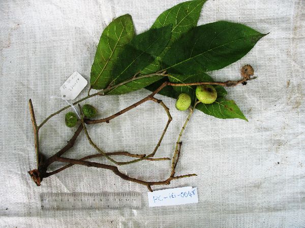 Ficus botryocarpa image