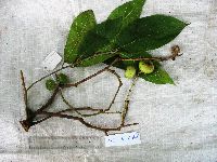 Image of Ficus botryocarpa