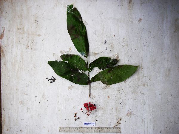 Ixora amplexifolia image