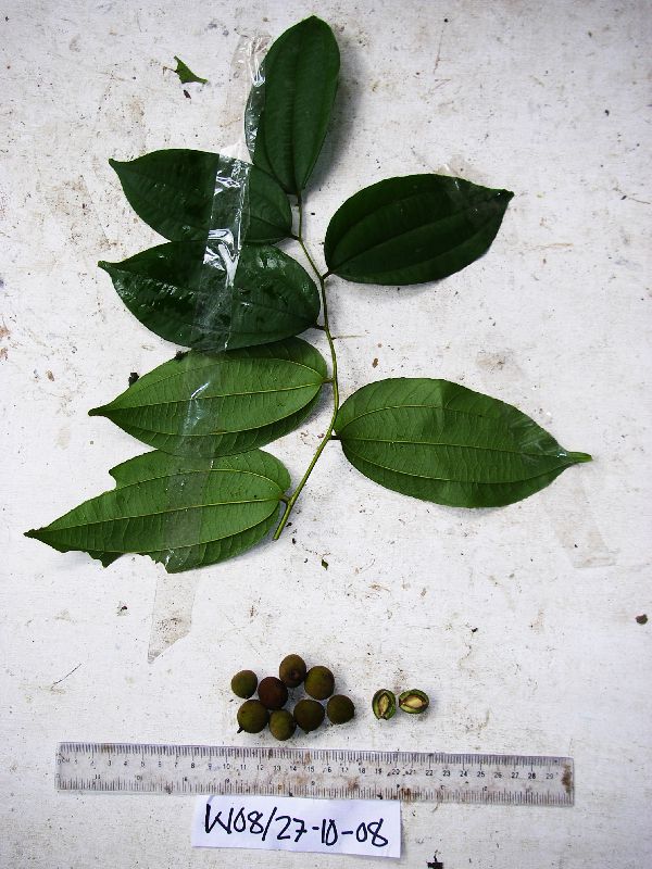 Ziziphus angustifolia image