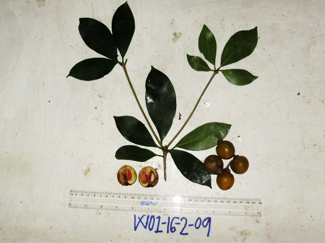 Ternstroemia cherryi image