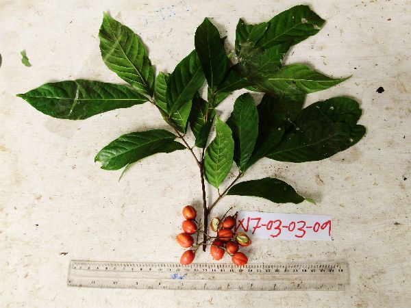 Lepidopetalum image