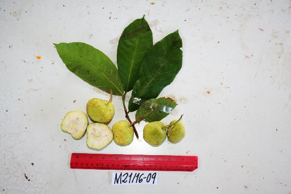 Artocarpus lacucha image