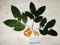 Image of Dysoxylum latifolium