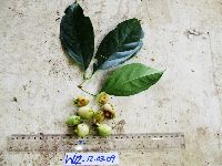 Syzygium gonatanthum image