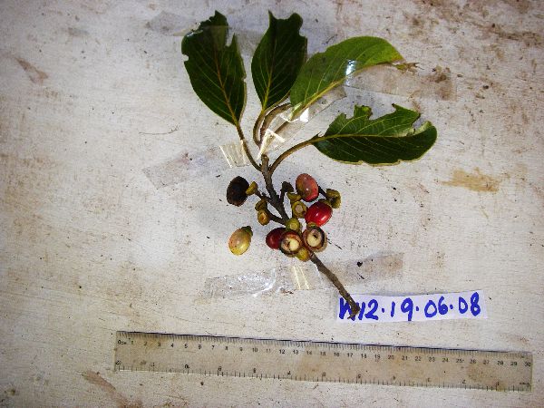 Litsea collina image