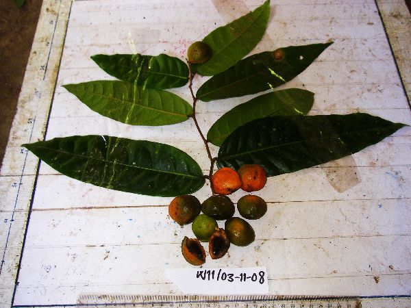 Inocarpus fagifer image