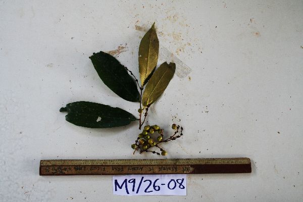 Cleistanthus oblongifolius image