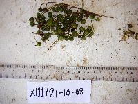 Phyllanthus clamboides image