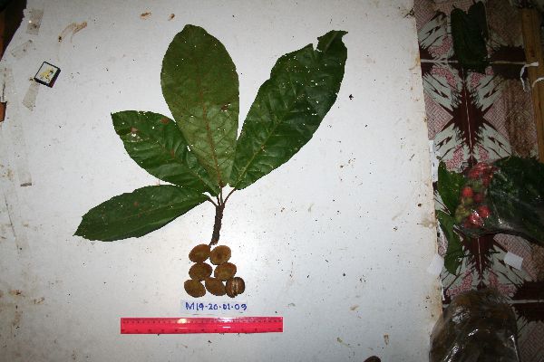 Elaeocarpus amplifolius image
