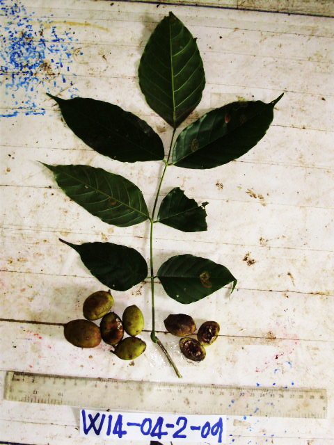 Millettia pinnata image