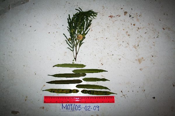 Leucaena leucocephala image