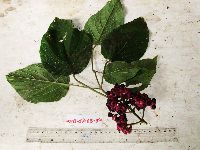 Clerodendrum trachyanum image