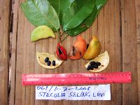 Sterculia shillinglawii image