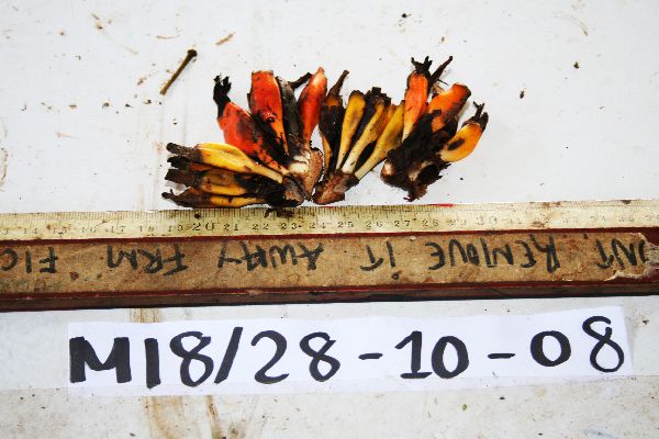 Heliconia papuana image