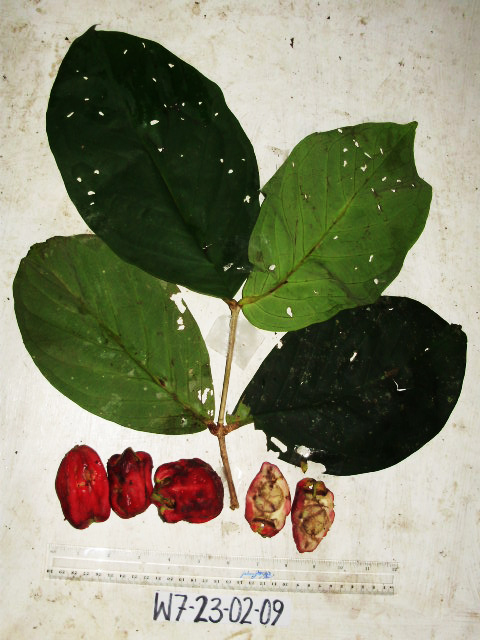 Syzygium madangense image